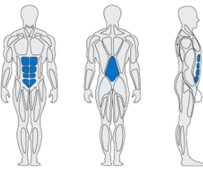 腹直筋、脊柱起立筋、大腎筋・広背筋